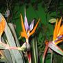 Strelitzia