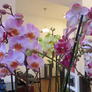 Phalaenopsis