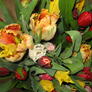 Tulpen