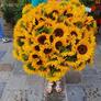 Sonnenblumen XXL